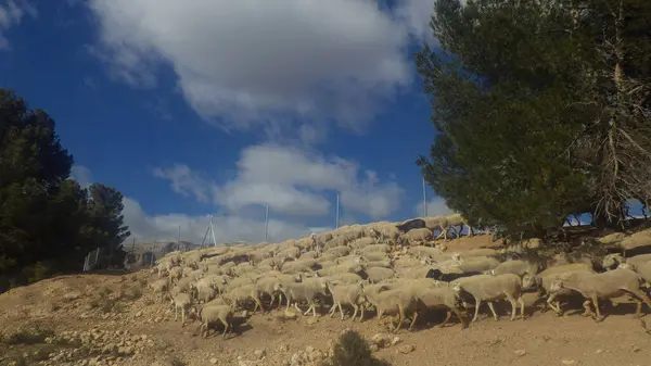 stock image sheep farming and breeding as an agricultural business