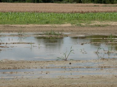 Küresel ısınma ve çevre değişimi yeni bir dünya