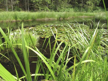 Bahçe gölleri su tasarrufu yapıyor.