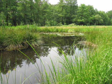 Bahçe gölleri su tasarrufu yapıyor.