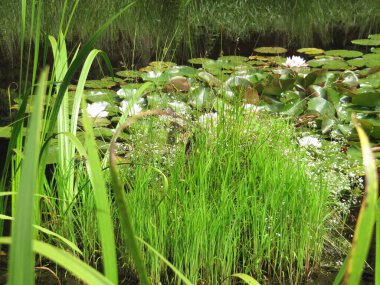 garden ponds are saving water clipart