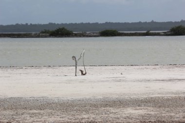 Sahil boyunca kumlu sahil, deniz kenarında yaz tatili.