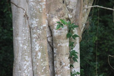 Ağacın tepesi ve yaprak döken yapraklar.