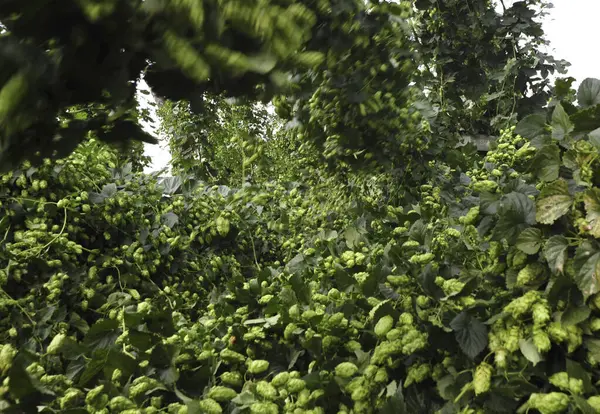 stock image hop farming on the field as a culture