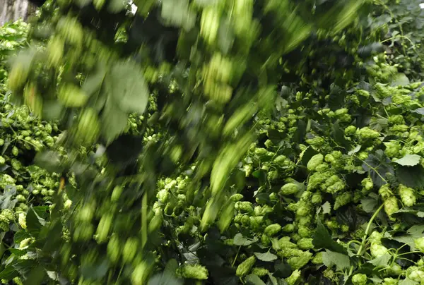 stock image hop farming on the field as a culture