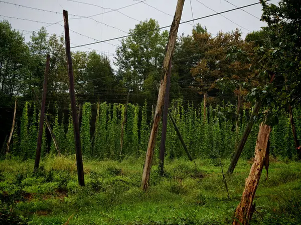 stock image hop farming on the field as a culture