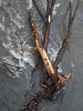 Hasarlı veya tahrip edilmiş ekosistemlerdeki mimari tarafından yenilenme veya ekolojik restorasyon