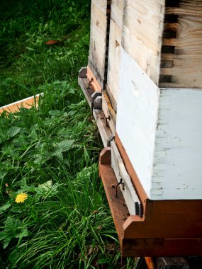 Arı kovanı, arıcılık ve bal üretiminde çalışan arıcı.