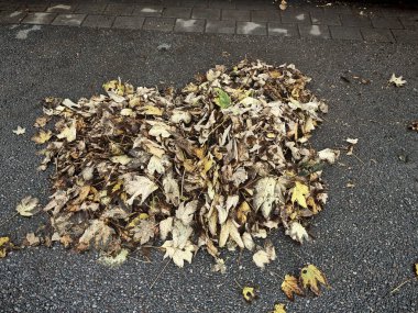 Sonbaharda ağaçlardan yapraklar, sonbahar yaprakları ve yaprak rengi