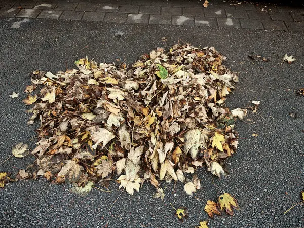Sonbaharda ağaçlardan yapraklar, sonbahar yaprakları ve yaprak rengi