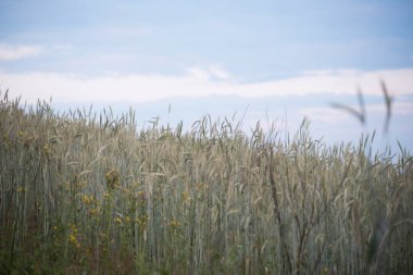 tarım sektöründe ekilebilir bitkiler