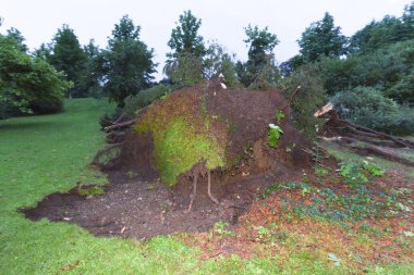 Parktaki şiddetli bir fırtınadan sonra fırtına hasar gördü, doğal bir felaket.