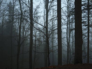 Orman, odun ve kereste üretim sürecinin bir parçası.