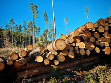 Yığılmış ya da istiflenmiş odun, ormandan toplanmış odun.