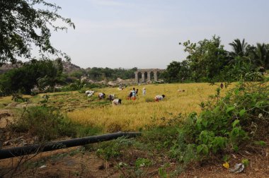 women in agriculture in india, plant growing and food production clipart