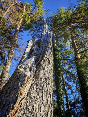 Ormanların yeniden ağaçlandırılması veya yeniden ağaçlandırılması, ağaç dikimi ve büyümesi