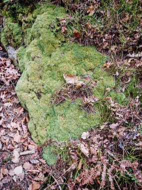 geleneksel tıpta kullanılan şifalı bitkiler veya şifalı bitkiler.