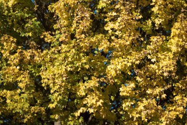 Sonbahar havası ve sonbahar manzarası. Ağaç ve solmuş yapraklarla.