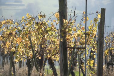 Sonbahar havası ve sonbahar manzarası. Ağaç ve solmuş yapraklarla.