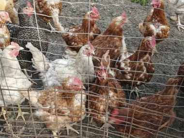 Tavuk da tüylü kuşlardır.