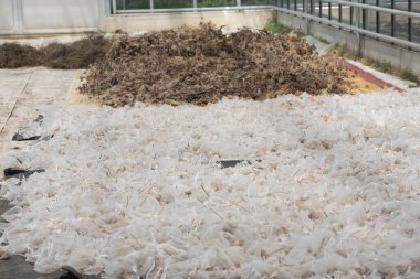 Tohumlar dış kaplamayla korunan embriyonik bitkilerdir.