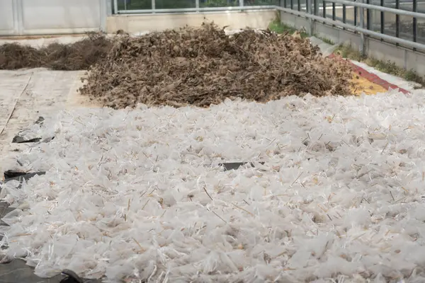 Tohumlar dış kaplamayla korunan embriyonik bitkilerdir.