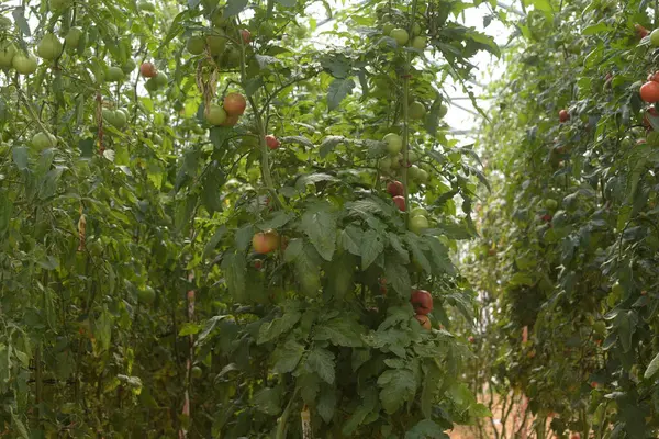 Kırmızı ve olgun domates, sağlıklı sebze ve dengeli beslenme.