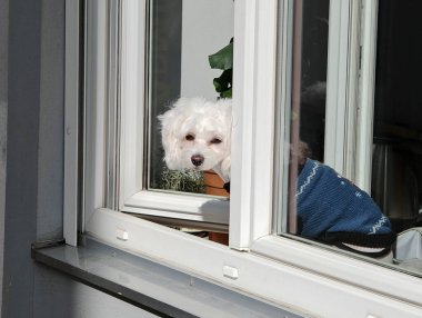 Köpek yavrusu insanlara çok yakın, genç hayvanlardır.