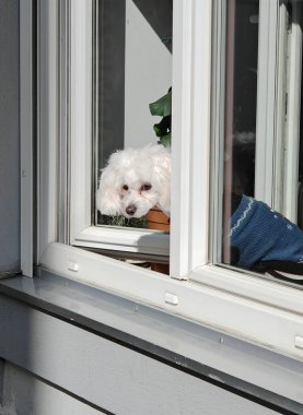 Köpek yavrusu insanlara çok yakın, genç hayvanlardır.