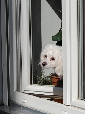 Köpek yavrusu insanlara çok yakın, genç hayvanlardır.