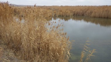 Gölet su toplamak ve hasat etmek için temel bir sistemdir.