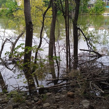 Gölet su toplamak ve hasat etmek için temel bir sistemdir.