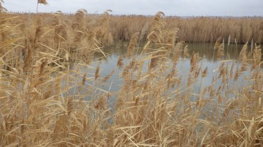Gölet su toplamak ve hasat etmek için temel bir sistemdir.