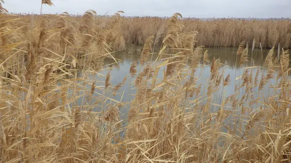 Gölet su toplamak ve hasat etmek için temel bir sistemdir.