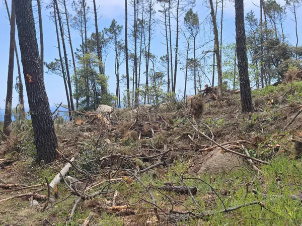 Fırtınadan sonra temizlik işi, ormandaki ağaç hasarı