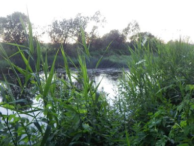Gölet su toplamak ve hasat etmek için temel bir sistemdir.