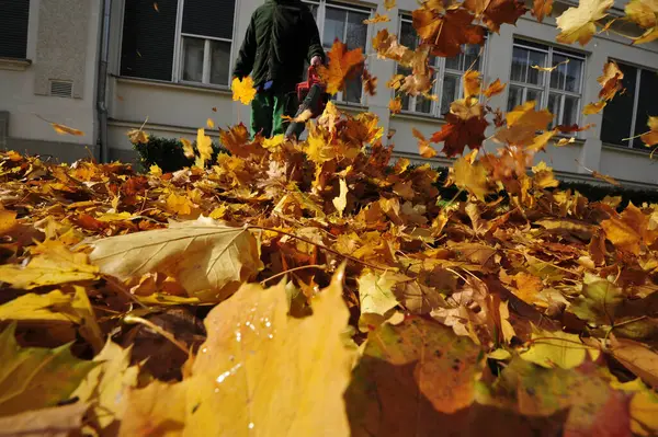 Sonbahar yaprakları bahçede çalışır, sonbaharda yaprak üfler.