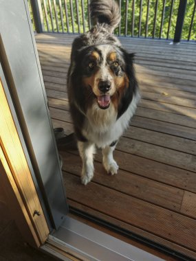 Köpek yüzyıllardır insanın en iyi dostudur.