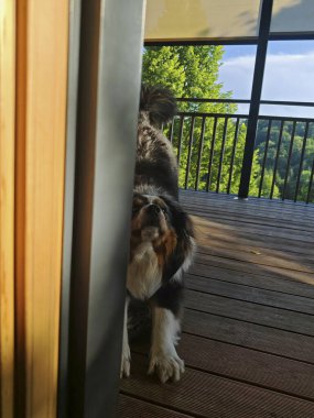 Köpek yüzyıllardır insanın en iyi dostudur.