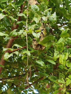 Yeşil renk, bitkiler ve doğada yaygın bir renk.