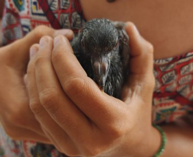 Güvercin ya da güvercin, şehirde uçan tüylü bir hayvan.