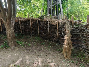 Doğal bahçe çiti olarak çit ya da çit inşa eden yeşil çalılar