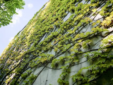 Bir binada çevre dostu ölçüt olarak yeşillendirme ya da duvar yeşillendirme