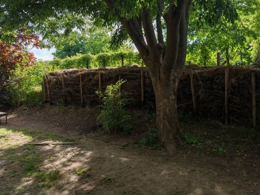 Doğal bahçe çiti olarak çit ya da çit inşa eden yeşil çalılar