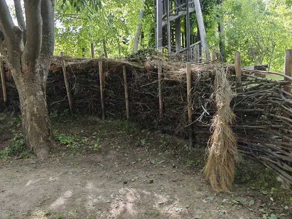 Doğal bahçe çiti olarak çit ya da çit inşa eden yeşil çalılar