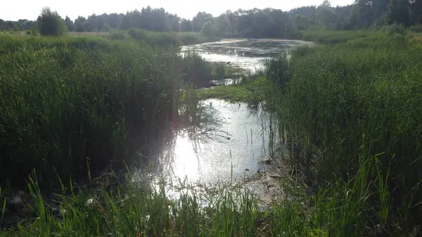 Gölet su toplamak ve hasat etmek için temel bir sistemdir.