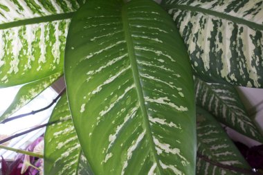 Yeşil renk, bitkiler ve doğada yaygın bir renk.