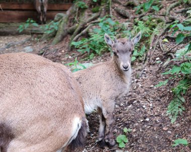 Dağ keçisi ya da dağ keçisi Alplerdeki kayalık arazide dağ keçisi
