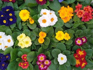 Bitki ve çiçek yetiştirmek için saksı veya saksı