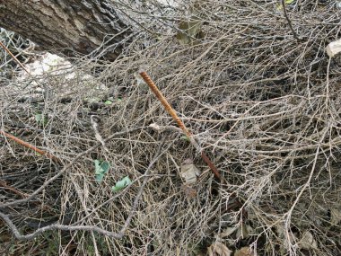 Doğal bahçe çiti olarak çit ya da çit inşa eden yeşil çalılar